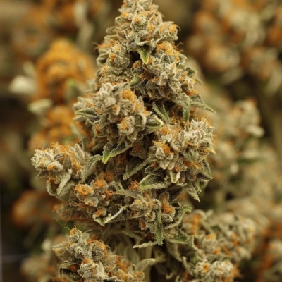 Buy Weed Online New Mexico