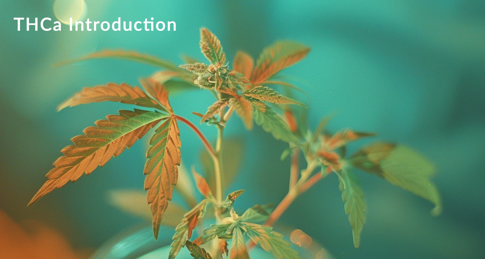 THCa Introduction